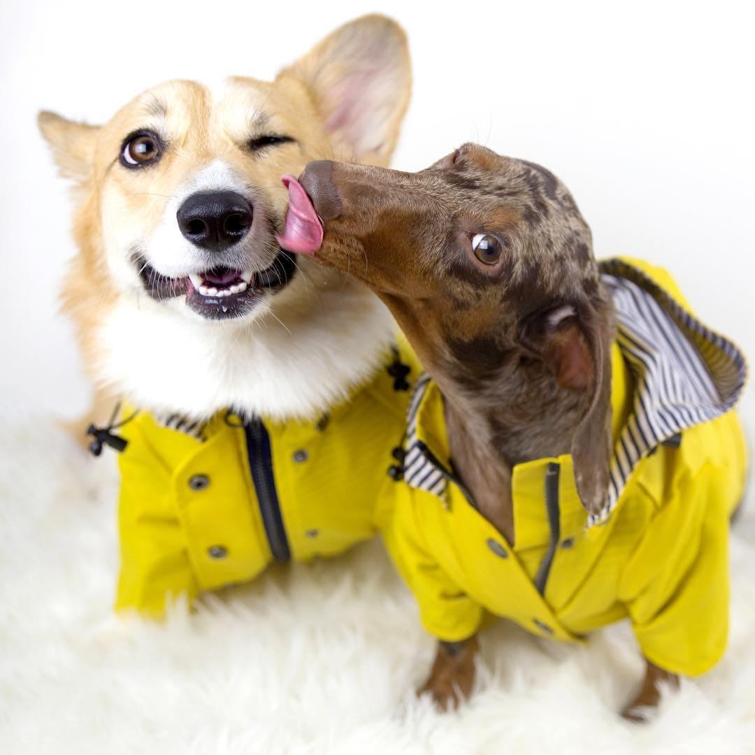 Dog Raincoat Rainproof British Retro Raincoat