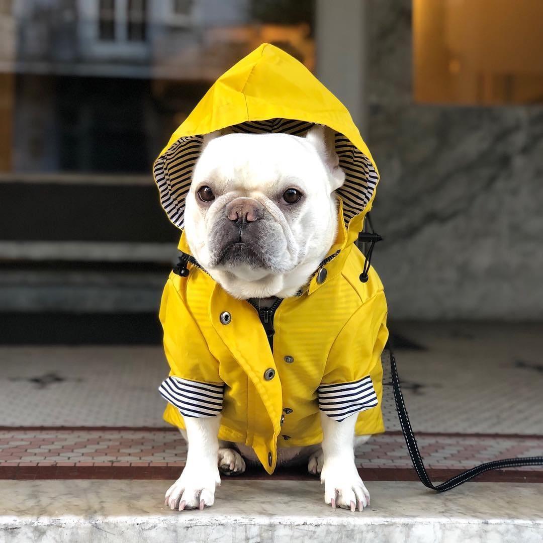 Dog Raincoat Rainproof British Retro Raincoat